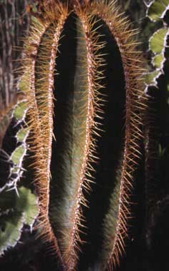 Astrophytum ornatum - pianta alta circa un metro. Collezione Marchi.