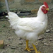 Pollo Bianco Pesante