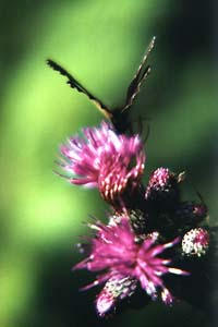Farfalla su un fiore di cardo