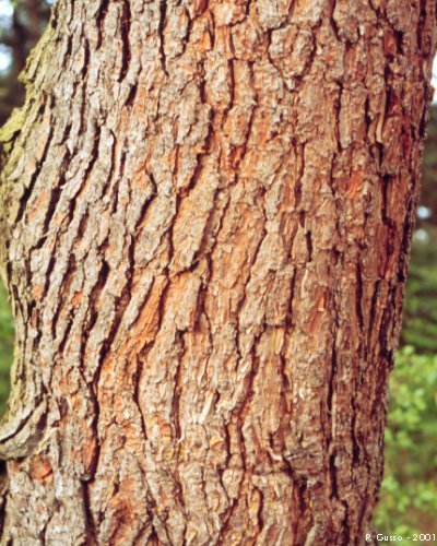 Corteccia di pino offerte
