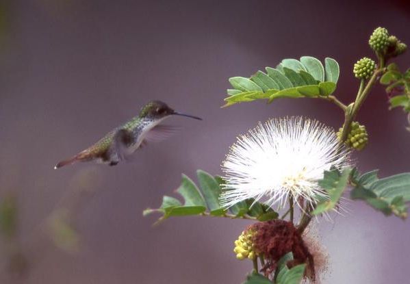 Hummingbirds  