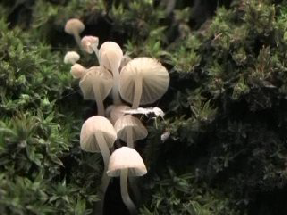 funghi piccolissimi