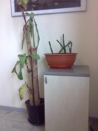 piante del mio ufficio