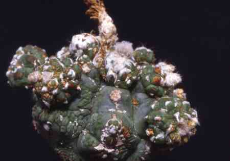Astrophytum asterias huge kikko furrow