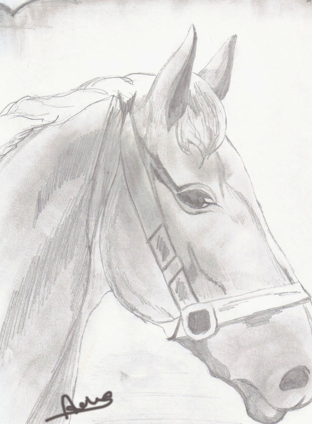 Il meglio di disegni da colorare di cani e cavalli nello for Immagini di cavalli da disegnare