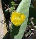 Fico d'India - Prickly pear