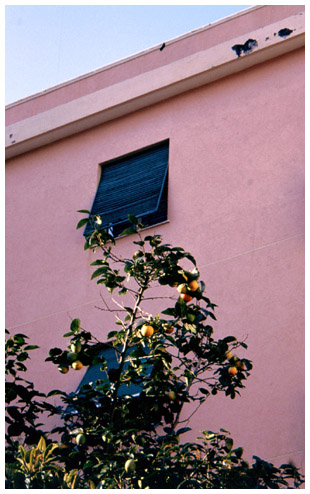 Albero di cachi -  Japanese persimmon tree