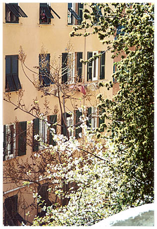 primavera in via Isonzo // spring in Isonzo street