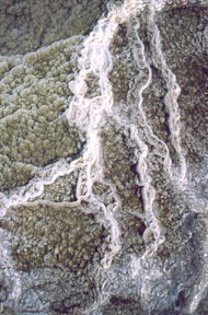 Examples of modern thermophilic organisms.