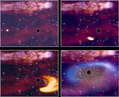 This artist impression illustrates the tremendous gravitational pull of a giant black hole on a passing star. The doomed object is first stretched by tidal forces until it is torn apart. Most of the gas making up the star is lost from the system but some of it is trapped by the black hole and forms a disc of gas around it. In the disc, the gas is heated to millions of degrees and emits in the X-rays, before disappearing forever, swallowed by the black hole. It is precisely the signature of this disc that ESA's XMM-Newton has detected.