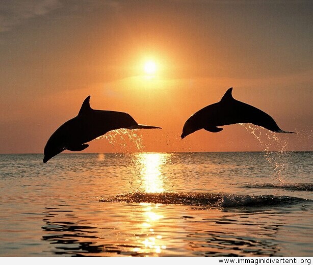 http://digilander.libero.it/cuoresolitario_2000/delfini-al-tramonto.jpg