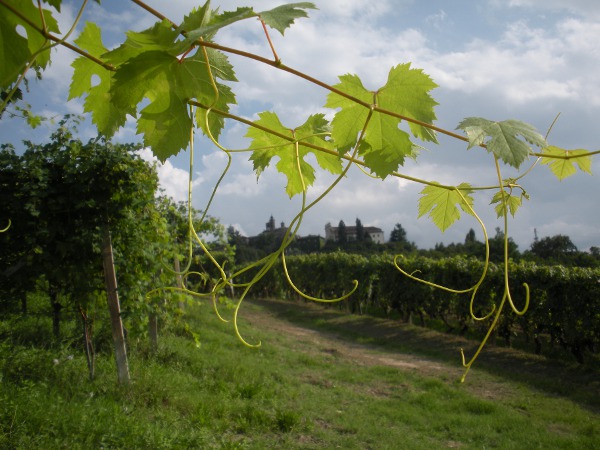 Wijngaard voor Nieve (augustus 2014)