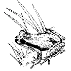 whistling-tree.frog.jpg