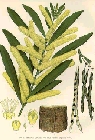 acacia-longifolia.jpg
