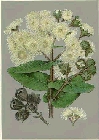 angophora-cordifolia.jpg
