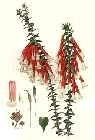 epacris-longiflora.jpg