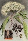 eucalyptus-corymbosa.jpg
