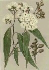 eucalyptus-maculata.jpg