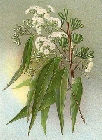 eucalyptus-microcorys.jpg