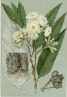 eucalyptus-robusta.jpg