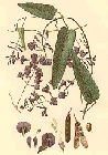 hardenbergia-monophylla.jpg