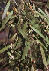 leptospermum-mad-sat.jpg