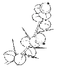 citriobatus.pauciflorus.jpg
