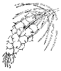persoonia.pinifolia.jpg