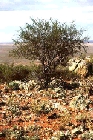 acacia-tetragonophylla1.jpg