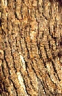 alectryon-oleifolius-bark.jpg
