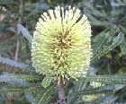 banksia-serrata1.jpg