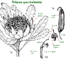 telopea.speciosissima1.jpg