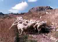 Pecore sul tratturo