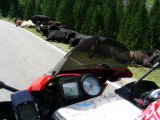 Silvretta: le mucche non pagano il pedaggio, ma i primi tornanti sono molto affollati ;)