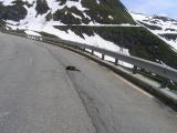 Tranquilli: la marmotta sta benissimo. Sta semplicemente leccando il sale ancora sparso sulla strada del Nufenen