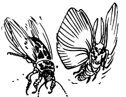 insetti telepatici
