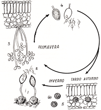 Ciclo biologico della Peronosporadella vite