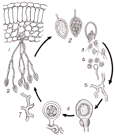 Ciclo biologico della Peronospora della patata