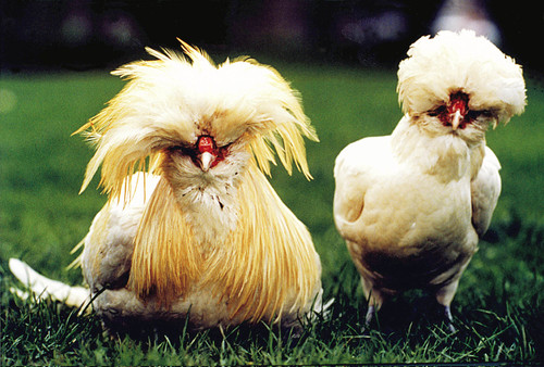 gallina chat Chat audio unfollow cameron rorrison cameronrorrison jose gallina josegallina j gallina swimwear babe summer laguna beach @josegallina speedmilk. gallina chat Chat audio unfollow cameron rorrison cameronrorrison jose gallina josegallina j gallina swimwear babe summer laguna beach @josegallina speedmilk.