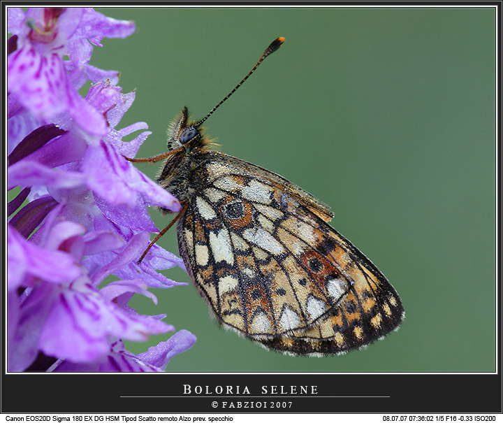 Boloria selene + controluce!