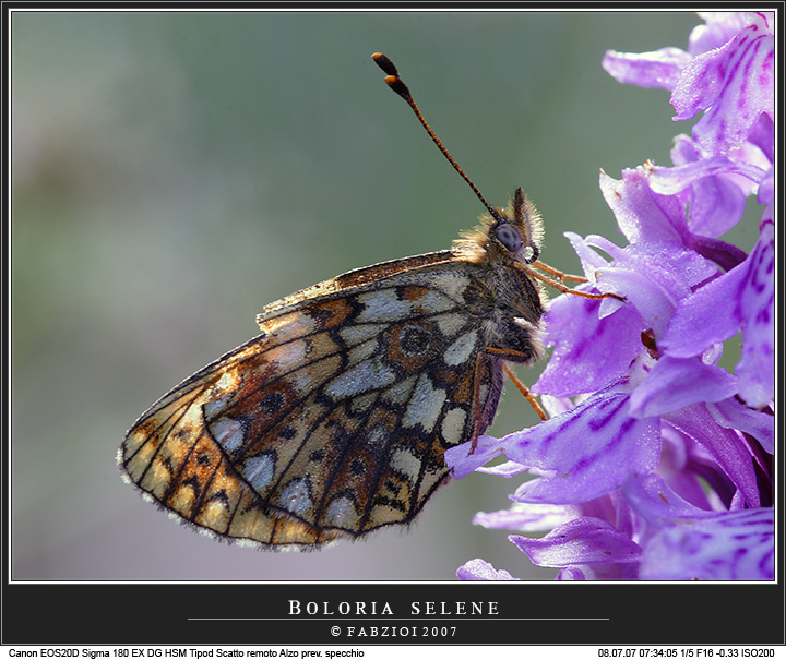 Boloria selene + controluce!