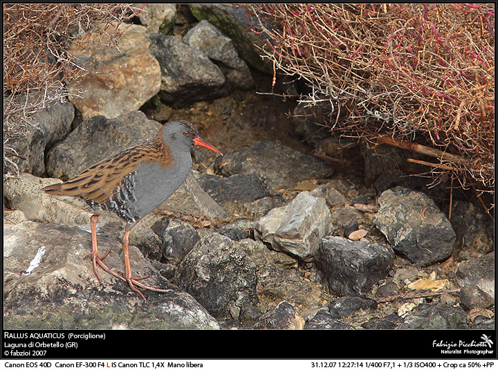 Rallus aquaticus... ambientato!