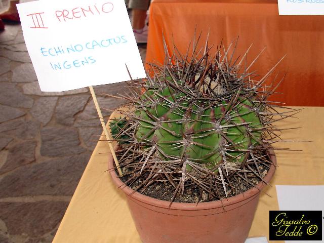 echinocactus_ingens.jpg