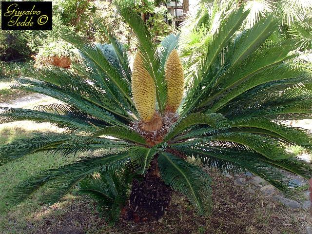 cycas_doppia.jpg