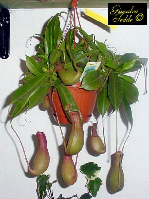 nepenthes.jpg