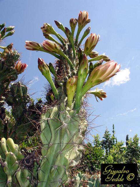 cereus_hildemannianus.jpg