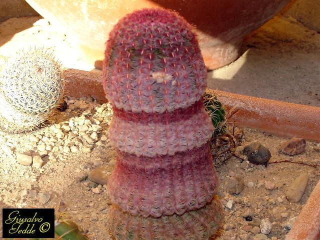 echinocereus_rigidissimus_rubrispinus.jpg