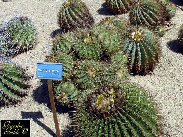 ferocactus_histrix.jpg