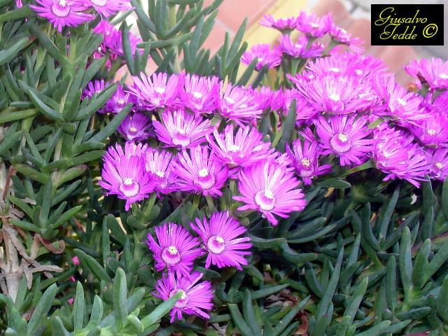 carpobrotus_acinaciformis_fiore.jpg