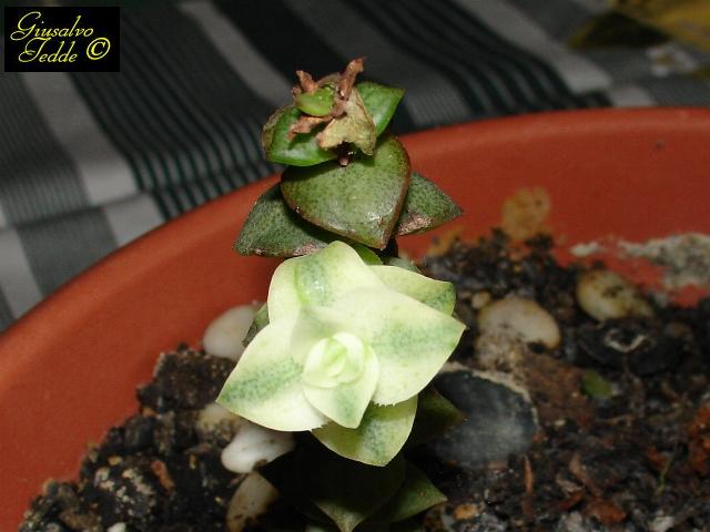 crassula.jpg